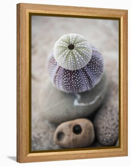 Gifts of the Shore VIII-Elena Ray-Framed Premier Image Canvas