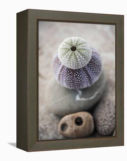 Gifts of the Shore VIII-Elena Ray-Framed Premier Image Canvas