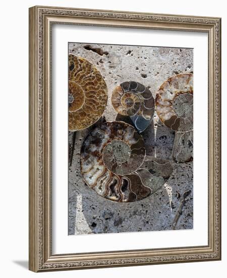 Gifts of the Shore XI-Elena Ray-Framed Photographic Print