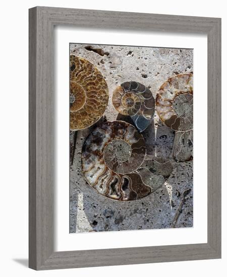 Gifts of the Shore XI-Elena Ray-Framed Photographic Print