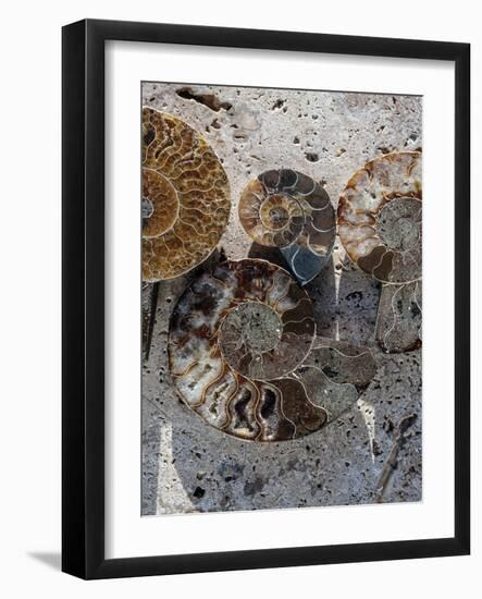Gifts of the Shore XI-Elena Ray-Framed Photographic Print
