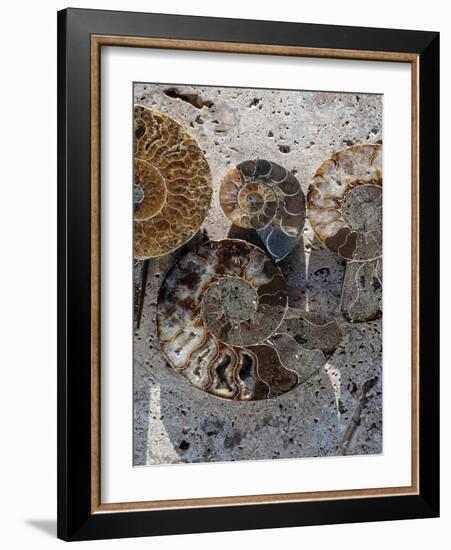 Gifts of the Shore XI-Elena Ray-Framed Photographic Print