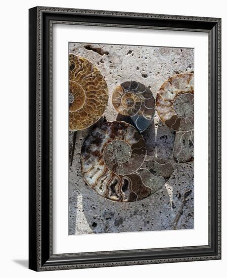 Gifts of the Shore XI-Elena Ray-Framed Photographic Print