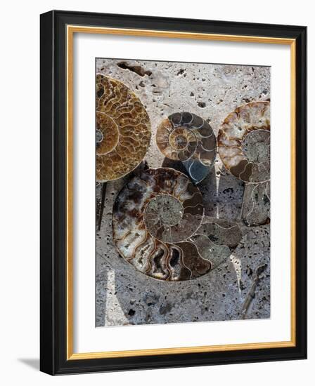 Gifts of the Shore XI-Elena Ray-Framed Photographic Print