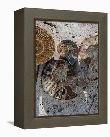 Gifts of the Shore XI-Elena Ray-Framed Premier Image Canvas