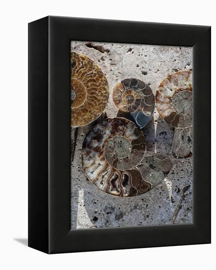 Gifts of the Shore XI-Elena Ray-Framed Premier Image Canvas