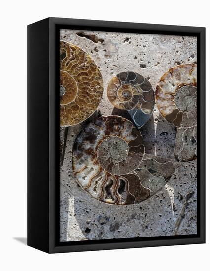 Gifts of the Shore XI-Elena Ray-Framed Premier Image Canvas