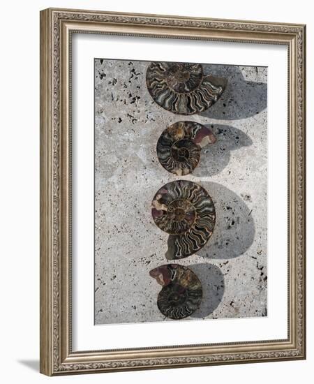 Gifts of the Shore XII-Elena Ray-Framed Photographic Print