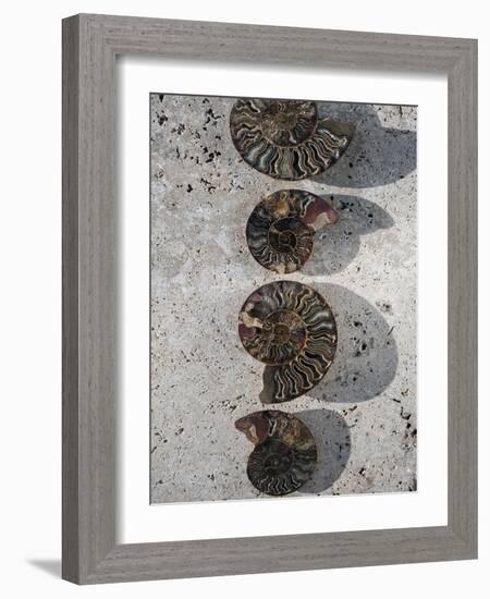 Gifts of the Shore XII-Elena Ray-Framed Photographic Print