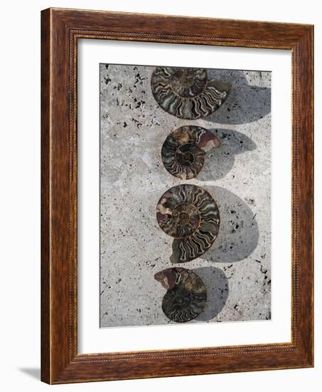 Gifts of the Shore XII-Elena Ray-Framed Photographic Print