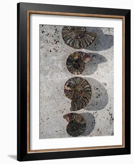 Gifts of the Shore XII-Elena Ray-Framed Photographic Print