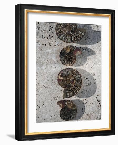 Gifts of the Shore XII-Elena Ray-Framed Photographic Print