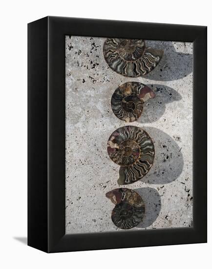 Gifts of the Shore XII-Elena Ray-Framed Premier Image Canvas