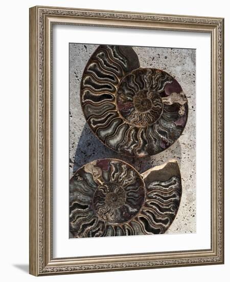 Gifts of the Shore XIII-Elena Ray-Framed Photographic Print