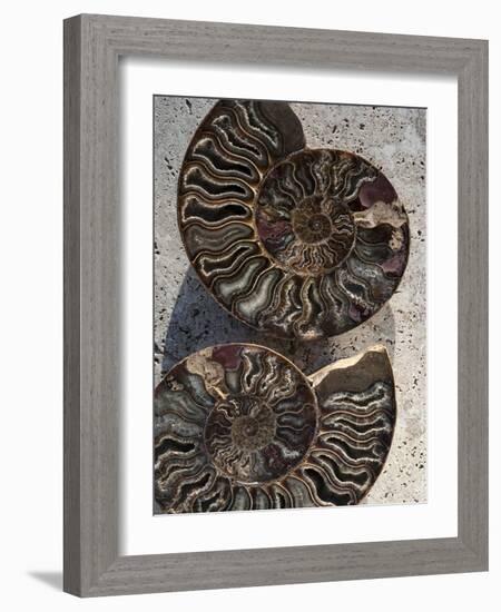 Gifts of the Shore XIII-Elena Ray-Framed Photographic Print