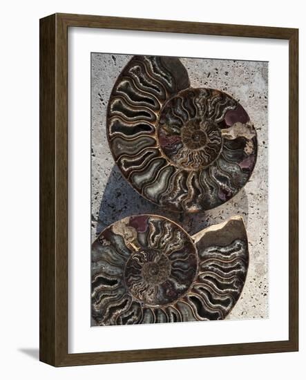 Gifts of the Shore XIII-Elena Ray-Framed Photographic Print