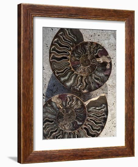 Gifts of the Shore XIII-Elena Ray-Framed Photographic Print