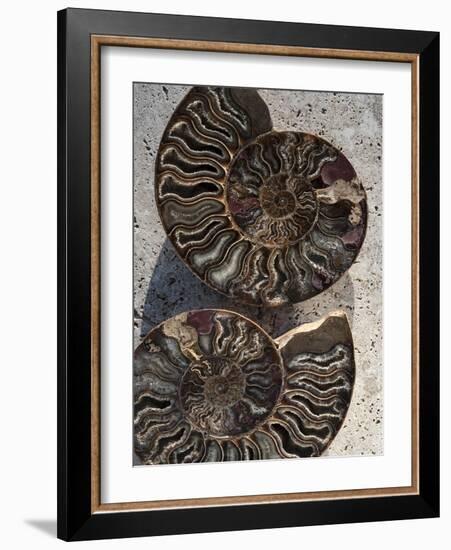 Gifts of the Shore XIII-Elena Ray-Framed Photographic Print