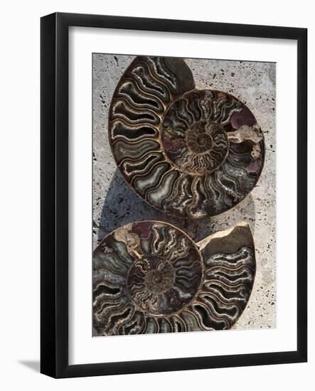 Gifts of the Shore XIII-Elena Ray-Framed Photographic Print