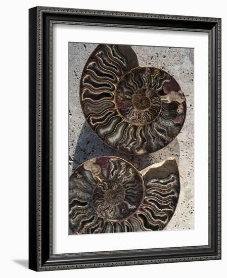 Gifts of the Shore XIII-Elena Ray-Framed Photographic Print