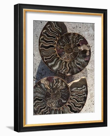 Gifts of the Shore XIII-Elena Ray-Framed Photographic Print