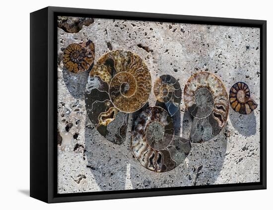 Gifts of the Shore XIV-Elena Ray-Framed Premier Image Canvas