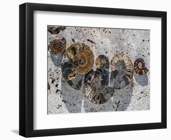 Gifts of the Shore XIV-Elena Ray-Framed Photographic Print