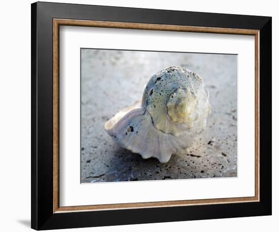 Gifts of the Shore XIX-Elena Ray-Framed Photographic Print