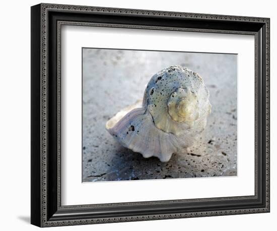 Gifts of the Shore XIX-Elena Ray-Framed Photographic Print