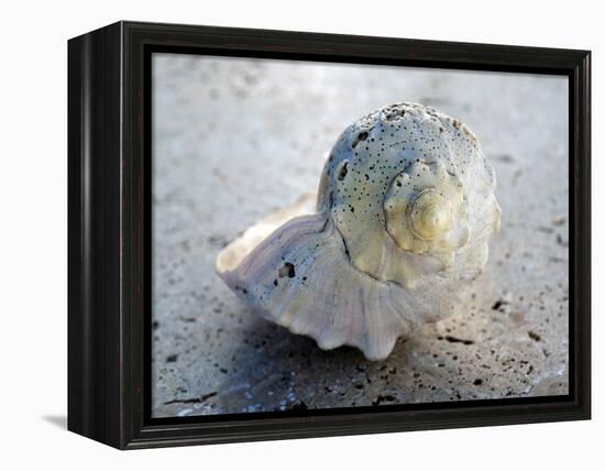 Gifts of the Shore XIX-Elena Ray-Framed Premier Image Canvas