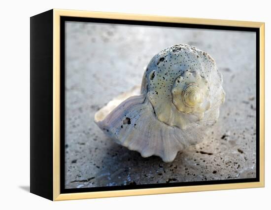 Gifts of the Shore XIX-Elena Ray-Framed Premier Image Canvas