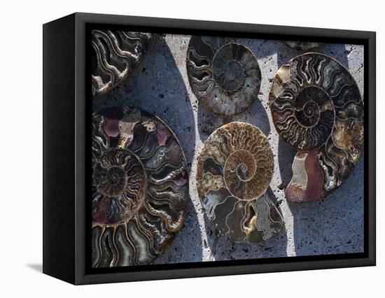 Gifts of the Shore XV-Elena Ray-Framed Premier Image Canvas