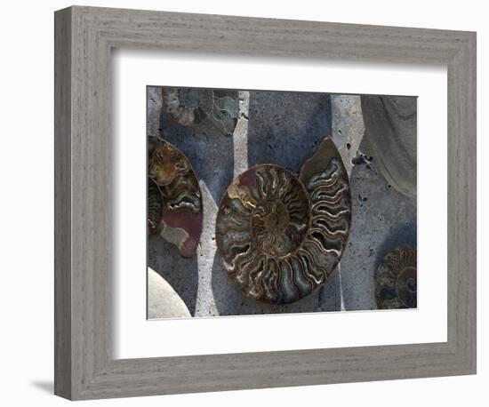Gifts of the Shore XVI-Elena Ray-Framed Photographic Print