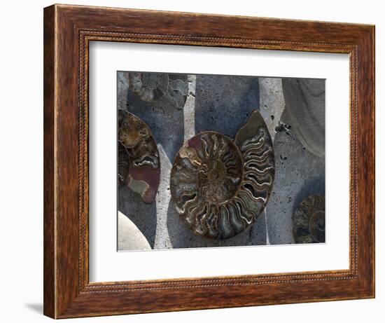 Gifts of the Shore XVI-Elena Ray-Framed Photographic Print