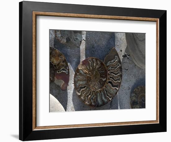 Gifts of the Shore XVI-Elena Ray-Framed Photographic Print