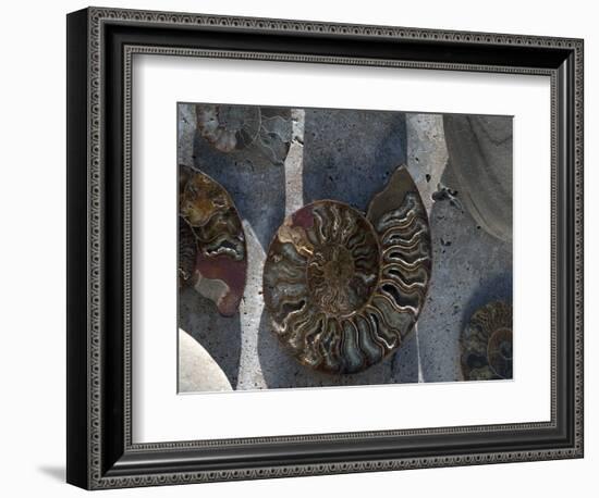 Gifts of the Shore XVI-Elena Ray-Framed Photographic Print