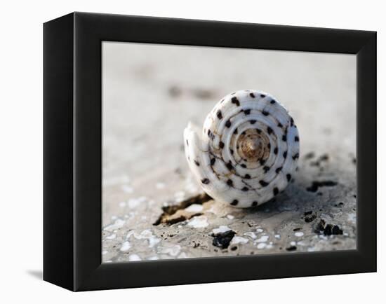 Gifts of the Shore XVII-Elena Ray-Framed Premier Image Canvas