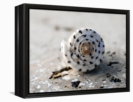 Gifts of the Shore XVII-Elena Ray-Framed Premier Image Canvas