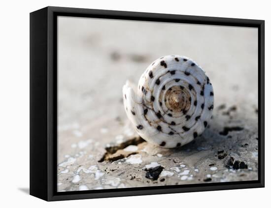 Gifts of the Shore XVII-Elena Ray-Framed Premier Image Canvas