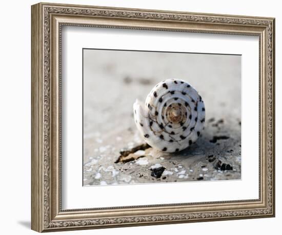 Gifts of the Shore XVII-Elena Ray-Framed Photographic Print