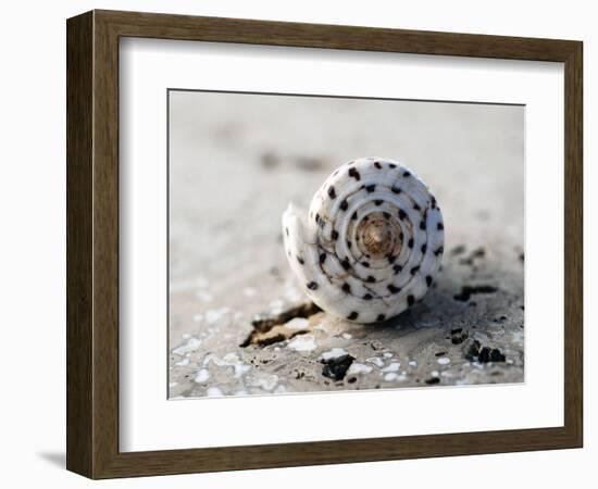 Gifts of the Shore XVII-Elena Ray-Framed Photographic Print