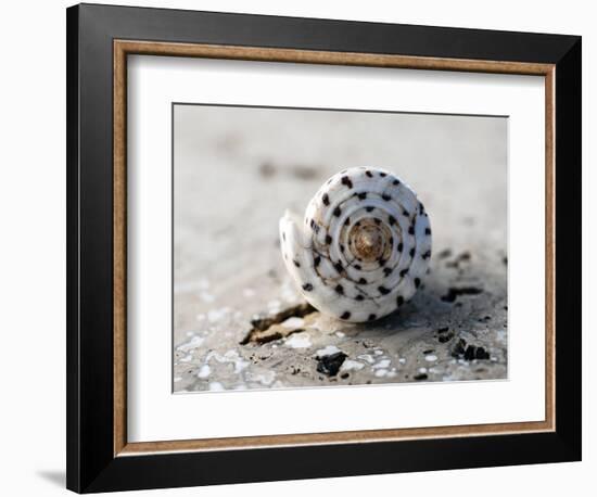 Gifts of the Shore XVII-Elena Ray-Framed Photographic Print