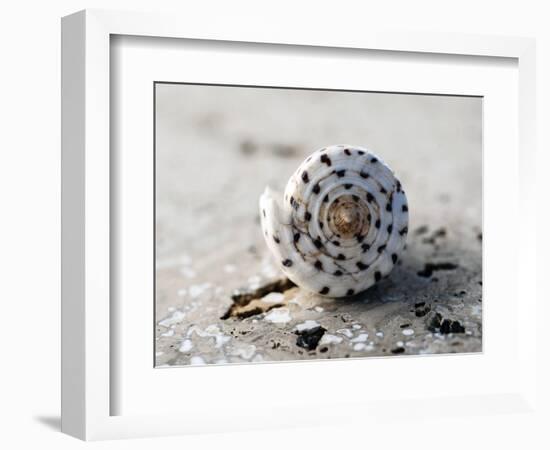 Gifts of the Shore XVII-Elena Ray-Framed Photographic Print