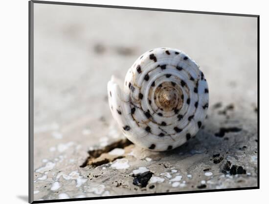 Gifts of the Shore XVII-Elena Ray-Mounted Photographic Print