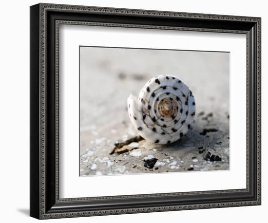 Gifts of the Shore XVII-Elena Ray-Framed Photographic Print