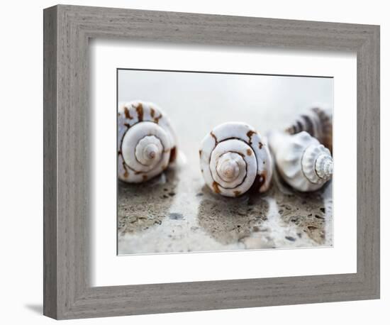 Gifts of the Shore XVIII-Elena Ray-Framed Photographic Print