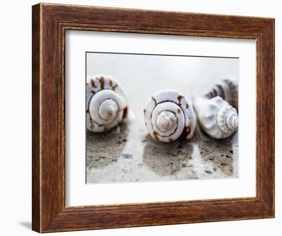 Gifts of the Shore XVIII-Elena Ray-Framed Photographic Print