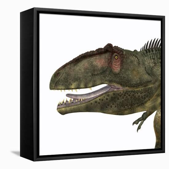 Giganotosaurus Dinosaur Head-Stocktrek Images-Framed Stretched Canvas