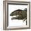 Giganotosaurus Dinosaur Head-Stocktrek Images-Framed Art Print