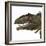 Giganotosaurus Dinosaur Head-Stocktrek Images-Framed Art Print